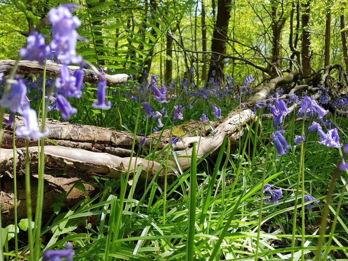 Wildwood B&B Лимингтън Екстериор снимка